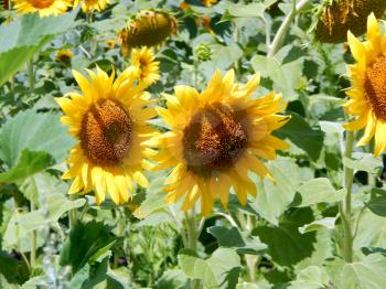 Field of sunflowers texture