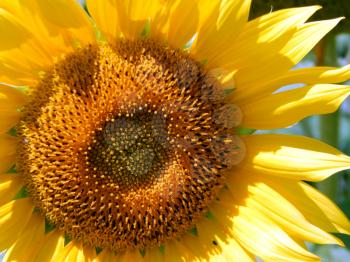 Field of sunflowers texture