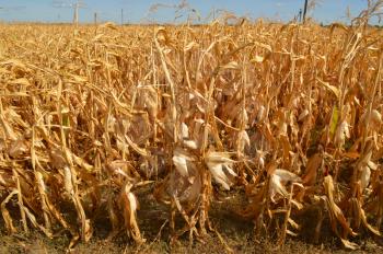 Autumn yellow corn dries on the field