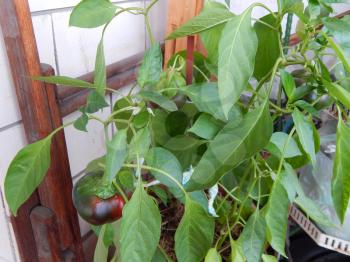Pepper bush and fruit grown on the balcony of the house