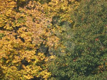 Autumn tree foliage texture