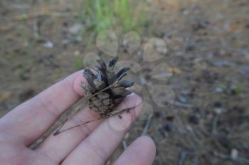 Cones of conifers and acorns in the forest