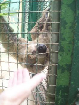 Animals on the background of an enclosure and nature