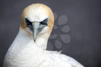 Australasian Gannet (Morus serrator)