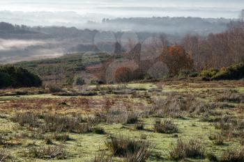 Misty morning in the Ashdown Forest