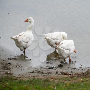 Roman Tufted Geese in the Danube Delta