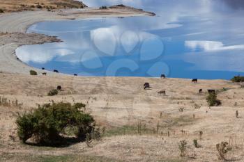 Cattle grazing on the land surrounding Lake Hawea