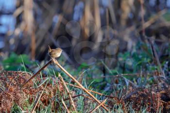 Wren (Troglodytes troglodytes) at Weir Wood Reservoir