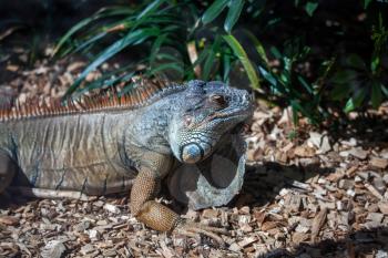 Iguana at Loro Parque Zoo