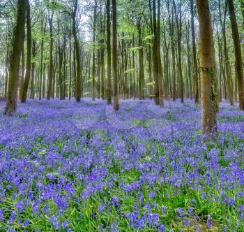 Bluebells in Wepham Woods