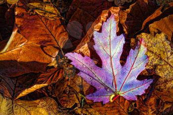 Autumn Leaves