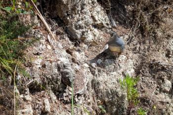 California Quail (Callipepla californica)