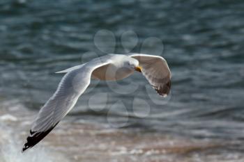 Common Gull (Larus canus)