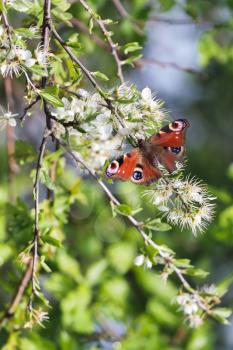 European Peacock Butterfly (Inachis io) Feeding on Tree Blossom