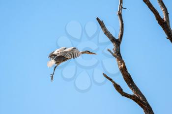 Grey Heron (Ardea cinerea) Approaching the Nest