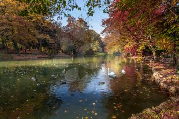 Autumn Scene at the Lake in Parco di Monza