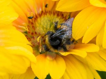 Bee on yellow daisy flower