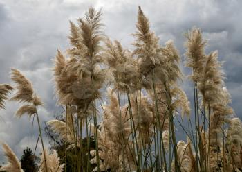 Pampas Grass in full bloom