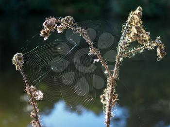 Spider's Webs in the Sussex Countryside