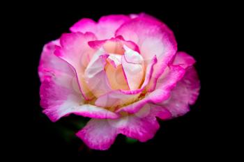 Pink and Cream Rose