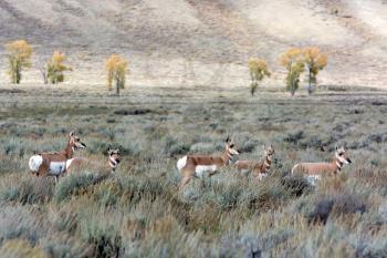 Pronghorn (Antilocapra americana)