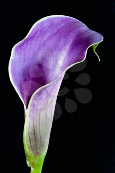 Purple Calla Lily