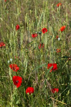 A Field of Poppies in Kent