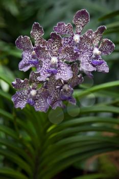 Orchid in Singapore Botannical Gardens