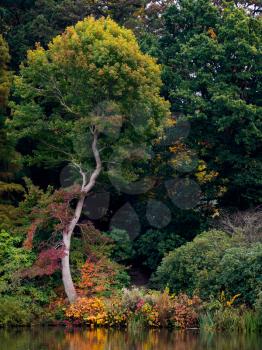 Tree Leaves Changing Colour in Autumn