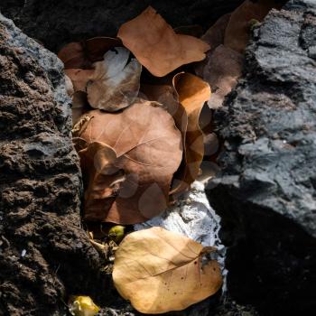 Dead leaves trapped between rocks in Tenerife