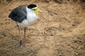 Masked Lapwing (Vanellus miles) at the Bioparc Fuengirola