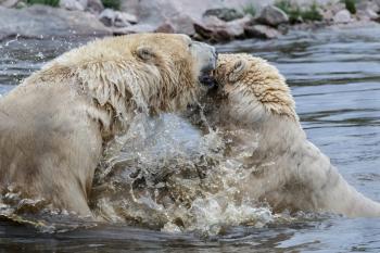 Polar Bears (Ursus maritimus)