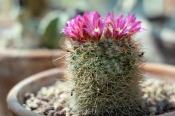 Cactus growing in a terracotta pot with pink flowers