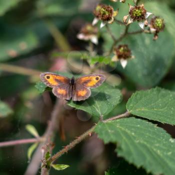 The Gatekeeper or Hedge Brown (Pyronia tithonus) butterfly resting on a Blackberry leaf