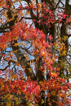 Autumnal colours of a Japanese Maple tree in East Grinstead