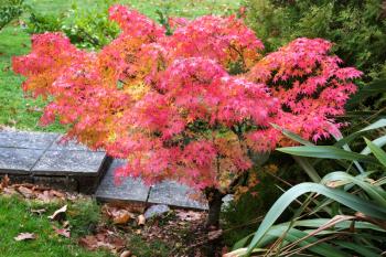 Autumnal colours  of an Acer tree in East Grinstead