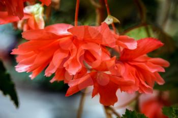 Red trailing Begonia flowers in bloom in New Zealand