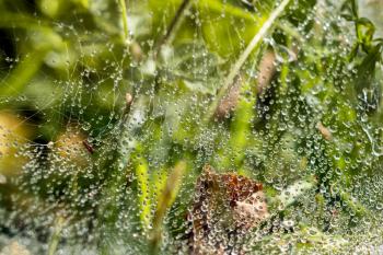 Spiders webiders web glistening with water droplets after the rain