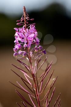 Rosebay Willowherb (Epilobium angustifolium) flowering by a roadside in East Grinstead