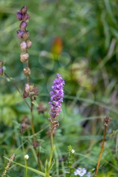 Fragrant orchid or chalk fragrant orchid (Gymnadenia conopsea) growing wild in the Dolomites