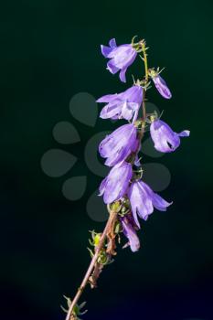 Sunlit Harebell flowering in a garden in Candide Italy