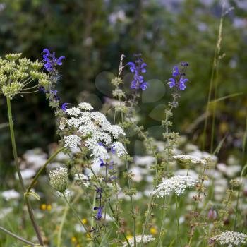 Salvia pratensis and cow parsley growing wild in the Dolomites