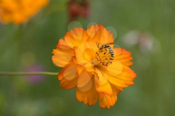 Garden Cosmos (Cosmos sulphureus Cav.) growing and flowering in a garden in Italy