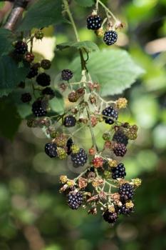 Wild Blackberries ready for picking in Sussex