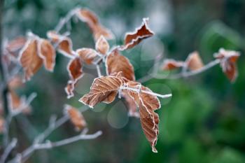 Frozen leaves of a Beech tree covered with frost