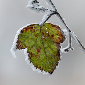 Close up of a Blackberry leaf covered with hoar frost