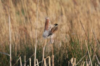 Reed Bunting (Emberiza schoeniclus) clinging to a Bulrush seed head