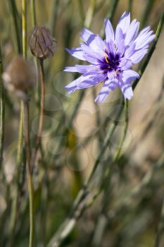 Blue Cornflower growing next to the promenade in Eastbourne