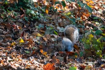 Grey Squirrel (Sciurus carolinensis) among the autumn leaves