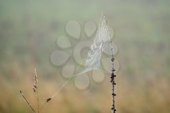 Spiders web glistening with water droplets from the autumn dew